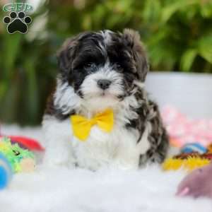 Toby, Maltipoo Puppy